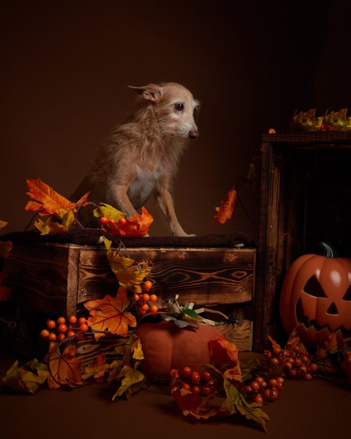 Herbst